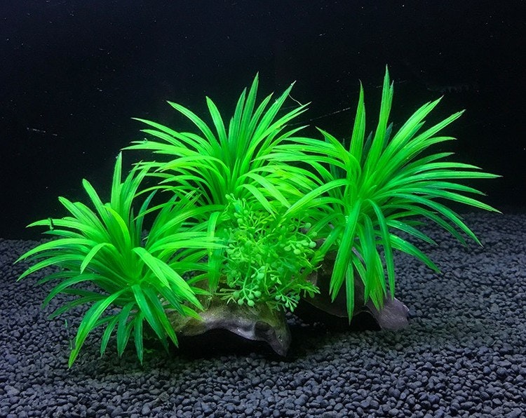 Plastväxt på rot Sagittaria 13 cm