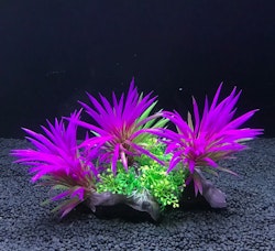 Plastväxt på rot Magenta 13 cm