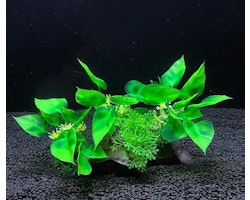 Plastväxt på rot Anubias 11 cm