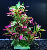 Plastväxt Pinnatifida red 27 cm