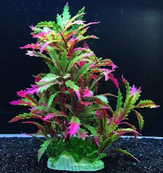 Plastväxt Pinnatifida red 27 cm
