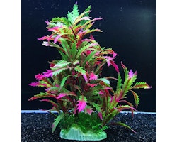 Plastväxt Pinnatifida red 27 cm