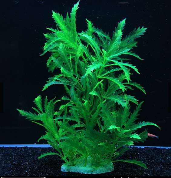 Plastväxt Pinnatifida green 27 cm
