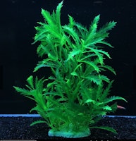 Plastväxt Pinnatifida green 27 cm