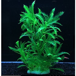 Plastväxt Pinnatifida green 27 cm