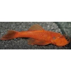 Ancistrus sp. red