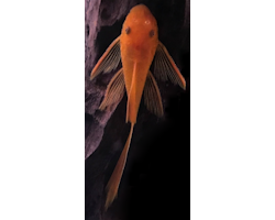 Ancistrus sp. Super red Long fin