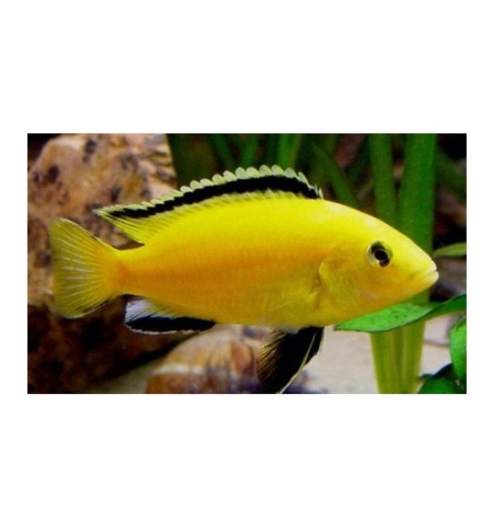 Labidochromis caeruleus "Golden" (Super gula)