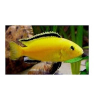 Labidochromis caeruleus "Golden" (Super gula)