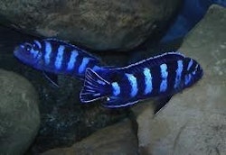 Pseudotropheus Demasoni