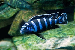 Pseudotropheus Demasoni