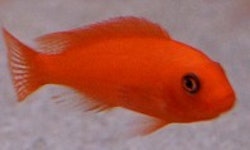 Metriaclima Estherae "Rödzebra" (super röda)