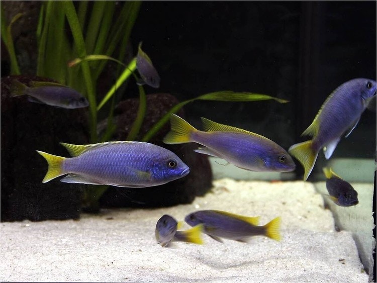 Pseudotropheus Acei "Mari Gold"