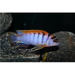 Labidochromis Hongi
