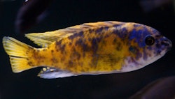 Labeotropheus Fuelleborni Katale mc/ob