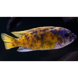 Labeotropheus Fuelleborni Katale mc/ob