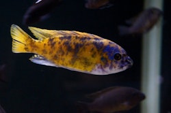 Labeotropheus Fuelleborni Katale mc/ob