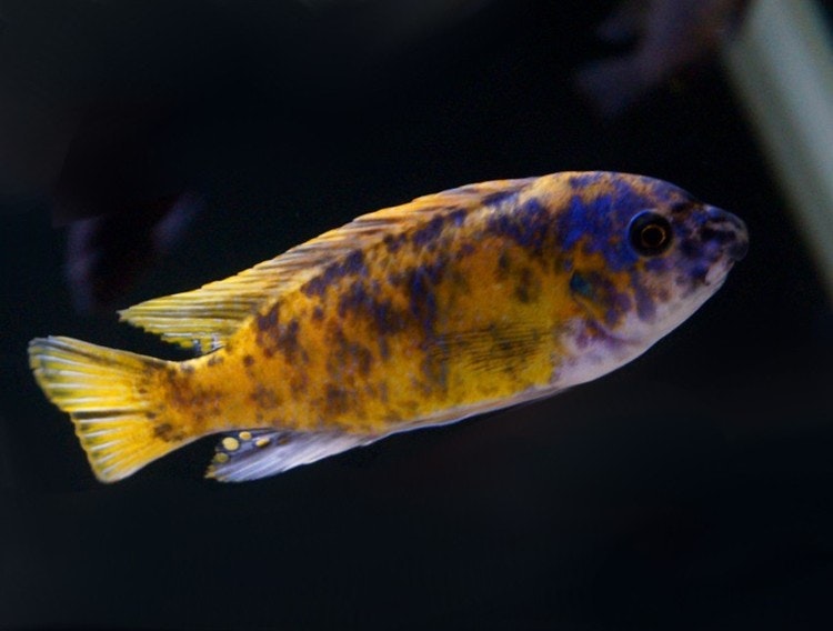 Labeotropheus Fuelleborni Katale mc/ob