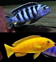 Pseudotropheus Saulosi