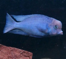 Cyrtocara moorii "Delfinciklid"