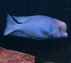 Cyrtocara moorii "Delfinciklid"