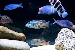 Cyrtocara moorii "Delfinciklid"