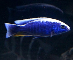 Sciaenochromis Fryeri "blå ahli"