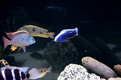 Sciaenochromis Fryeri "blå ahli"