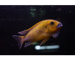 Pseudotropheus williamsi "blue lips"