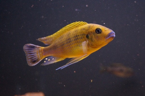 Pseudotropheus williamsi "blue lips"