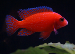 Aulonocara Fire fish