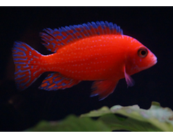 Aulonocara Fire fish