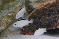 Labidochromis caeruleus "nkhata bay"