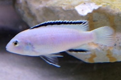 Labidochromis caeruleus "nkhata bay"