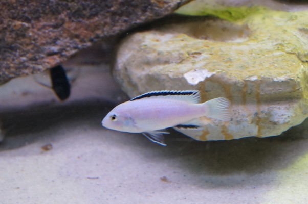 Labidochromis caeruleus "nkhata bay"