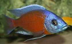 Copadichromis borleyi kadango