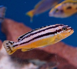 Melanochromis auratus