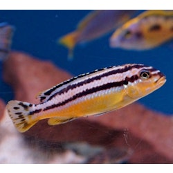 Melanochromis auratus