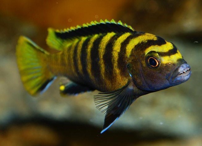 Pseudotropheus Flavus