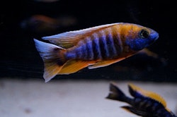 Aulonocara jacobfreibergi cape maclear