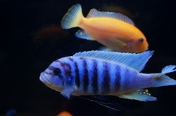 Metriaclima Zebra Chilumba (Maison Reef)