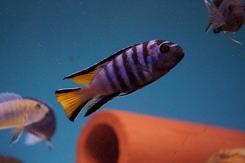 Pseudotropheus elongatus mpanga