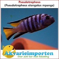 Pseudotropheus elongatus mpanga