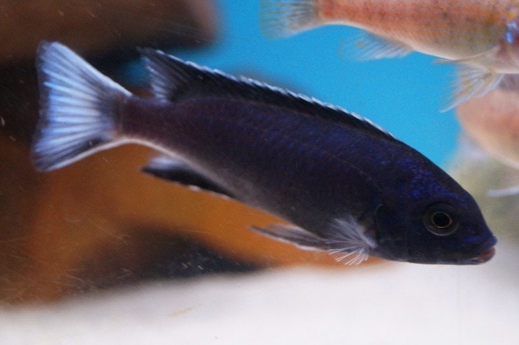 Pseudotropheus acei ngara