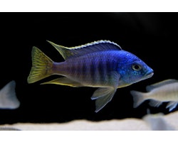 Placidochromis jalo reef