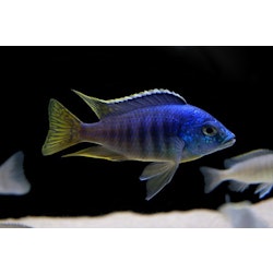 Placidochromis jalo reef