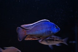 Protomelas taeniolatus "fire blue" chinyankwazi