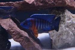 Aulonocara Haensbaenchi "red flush"