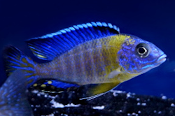 Aulonocara stuartgranti "blue neon chiwindi"