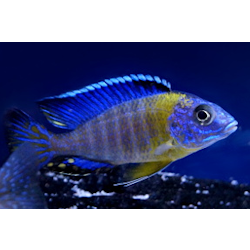 Aulonocara stuartgranti "blue neon chiwindi"